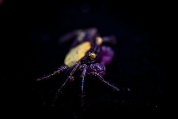 Little Purple Vampire Crab isolated on black