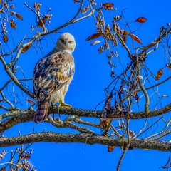 Changeable hawk-eagle or crested hawk-eagle (Nisaetus cirrhatus) in Jim Corbett National Park, India