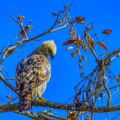 Changeable hawk-eagle or crested hawk-eagle (Nisaetus cirrhatus) in Jim Corbett National Park, India