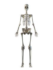 3d rendered medically accurate illustration of a females skeleton system