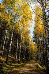 Fototapeta premium autumn in the forest