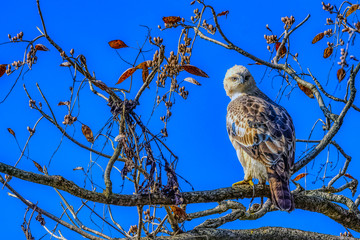 Changeable hawk-eagle or crested hawk-eagle (Nisaetus cirrhatus) in Jim Corbett National Park, India