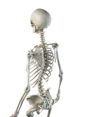 3d rendered medically accurate illustration of a females skeletal back