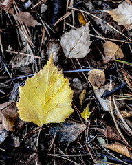 autumn leaves on the ground