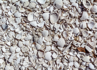 Collection of Seashells Textured Image
