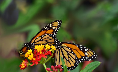 Fototapeta na wymiar schmetterlinge monarch an bunten blüten