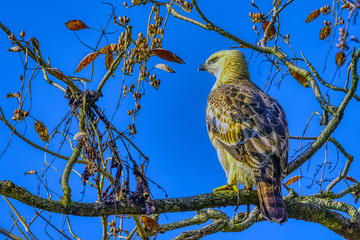 Changeable hawk-eagle or crested hawk-eagle (Nisaetus cirrhatus) in Jim Corbett National Park, India