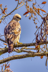 Changeable hawk-eagle or crested hawk-eagle (Nisaetus cirrhatus) in Jim Corbett National Park, India