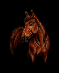 Obraz na płótnie Canvas Portrait of the horse on the black background