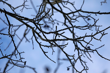 Fototapeta na wymiar Silhouette von schwarzen Zweigen ohne Laub vor blauem Himmel