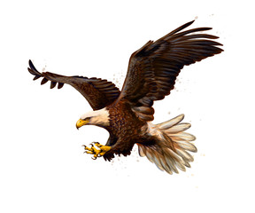 Portrait of a bald eagle from a splash of watercolor, hand drawn sketch