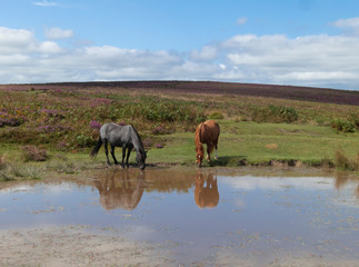 Fototapeta na wymiar Ponies on the Quantock Hills