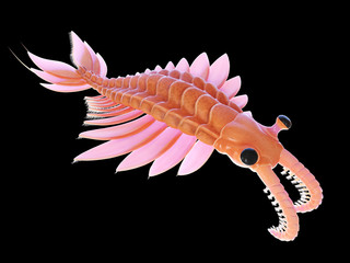 3d rendered illustration of a pre-historic marine creature - anomalocaris