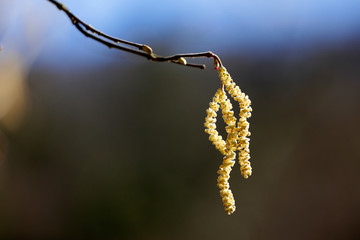 Frucht der Haselnuss Blüte im Frühling als close up