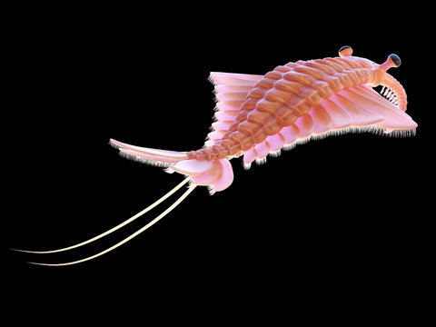 3d rendered illustration of a pre-historic marine creature - anomalocaris