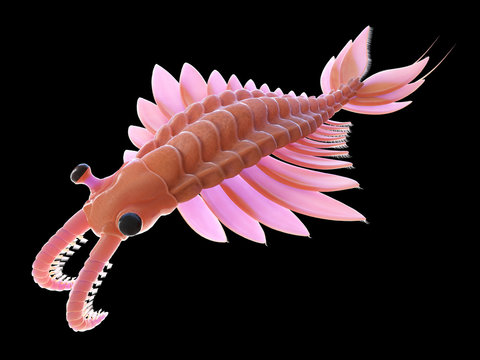 3d rendered illustration of a pre-historic marine creature - anomalocaris