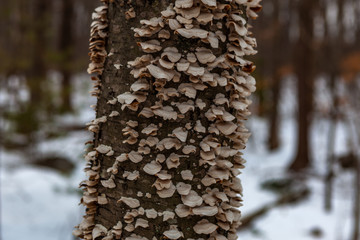 Acton, United States, February 27, 2019. Grassy Pond Conservation Area or raw nature in winter time, Massachusetts, United States