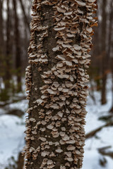 Acton, United States, February 27, 2019. Grassy Pond Conservation Area or raw nature in winter time, Massachusetts, United States