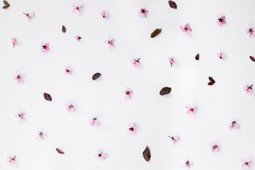 Pink cherry blossom pattern composition on white background. Easter, spring, summer concept. Flat lay, top view