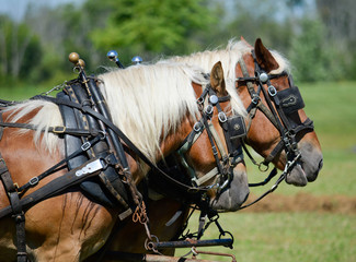 draft horses