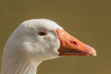WHITE GOOSE