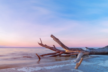 log lying on the shore / dawn on the shore early spring blue shades
