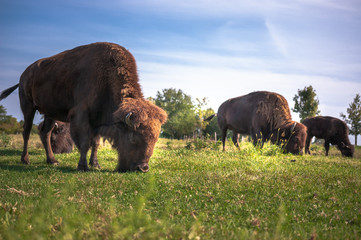 Bison © Michelle