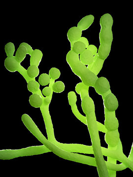 3d rendered illustration of the mold - cladosporium