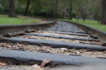 railroad tracks in the forest