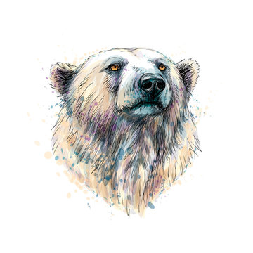 Portrait of a polar bear head from a splash of watercolor, hand drawn sketch