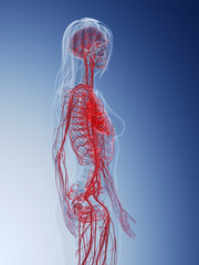 3d rendered medically accurate illustration of the vascular system of a healthy female