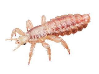 3d rendered illustration of a head louse
