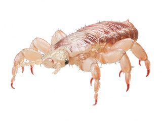 3d rendered illustration of a head louse