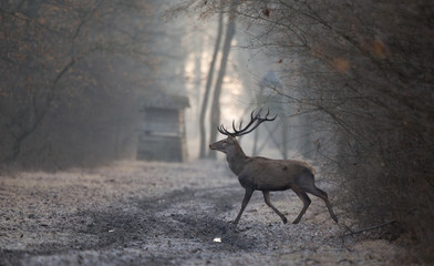 Red deer in forest in winter time