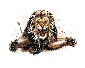 Portrait of a jumping lion from a splash of watercolor © kapona