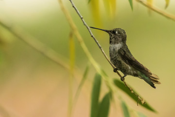 Anna's Hummingbird