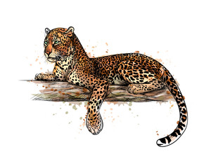 Leopard is lying on a tree from a splash of watercolor © kapona