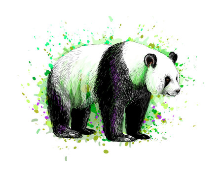 Portrait of a Panda bear from a splash of watercolor