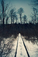 Acton, United States, February 27, 2019. Wild wood under the show during the winter time in Grassy Pond Conservation Area, Massachusetts, United States