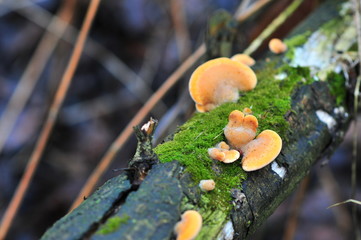Laetiporus sulphureus,  common names are crab-of-the-woods, sulphur polypore, sulphur shelf, and chicken-of-the-woods. 
