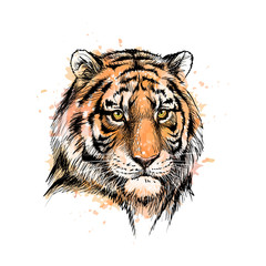 Portrait of a tiger head from a splash of watercolor