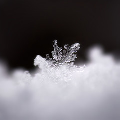 extreme close up of a transparent snowflake in winter cold