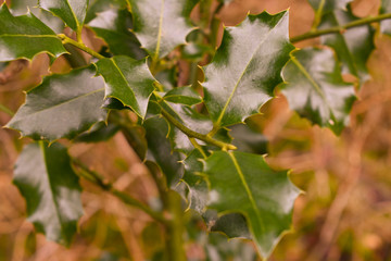 branch with red berries