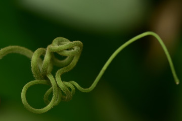 tentakel einer grünen Pflanze zum Knäul gewickelt