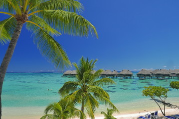 Fototapeta premium laguna moorea