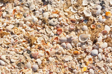 Top view, close up of seashells washed up on a sandy tropical beach on a sunny day