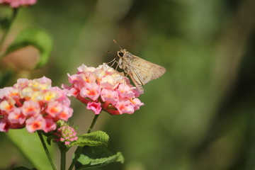 butterfly and flowers