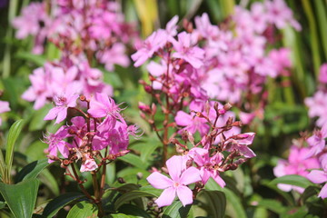 Obraz premium beautiful spring flowers