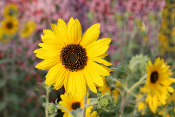 Decorative sunflowers on a background of flower beds in the park. Closeup
