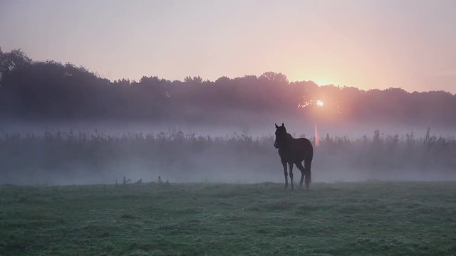 Arabian horse grazing in the sunlight. Picturesque morning scene.